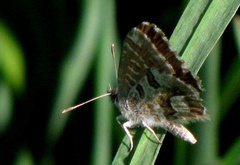 Cacyreus