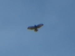 Buteo brachyurus