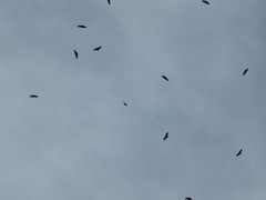 Buteo brachyurus