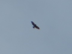 Buteo brachyurus