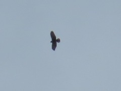 Buteo brachyurus