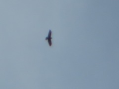 Buteo brachyurus
