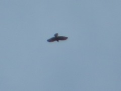 Buteo brachyurus