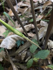 Arisaema dracontium image