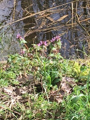 Lamium purpureum