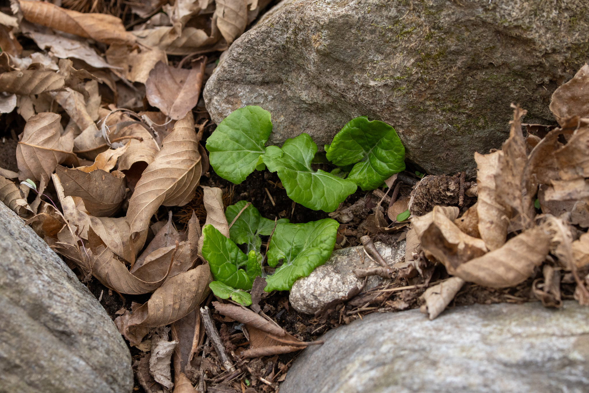 Imagem de Adenocaulon himalaicum