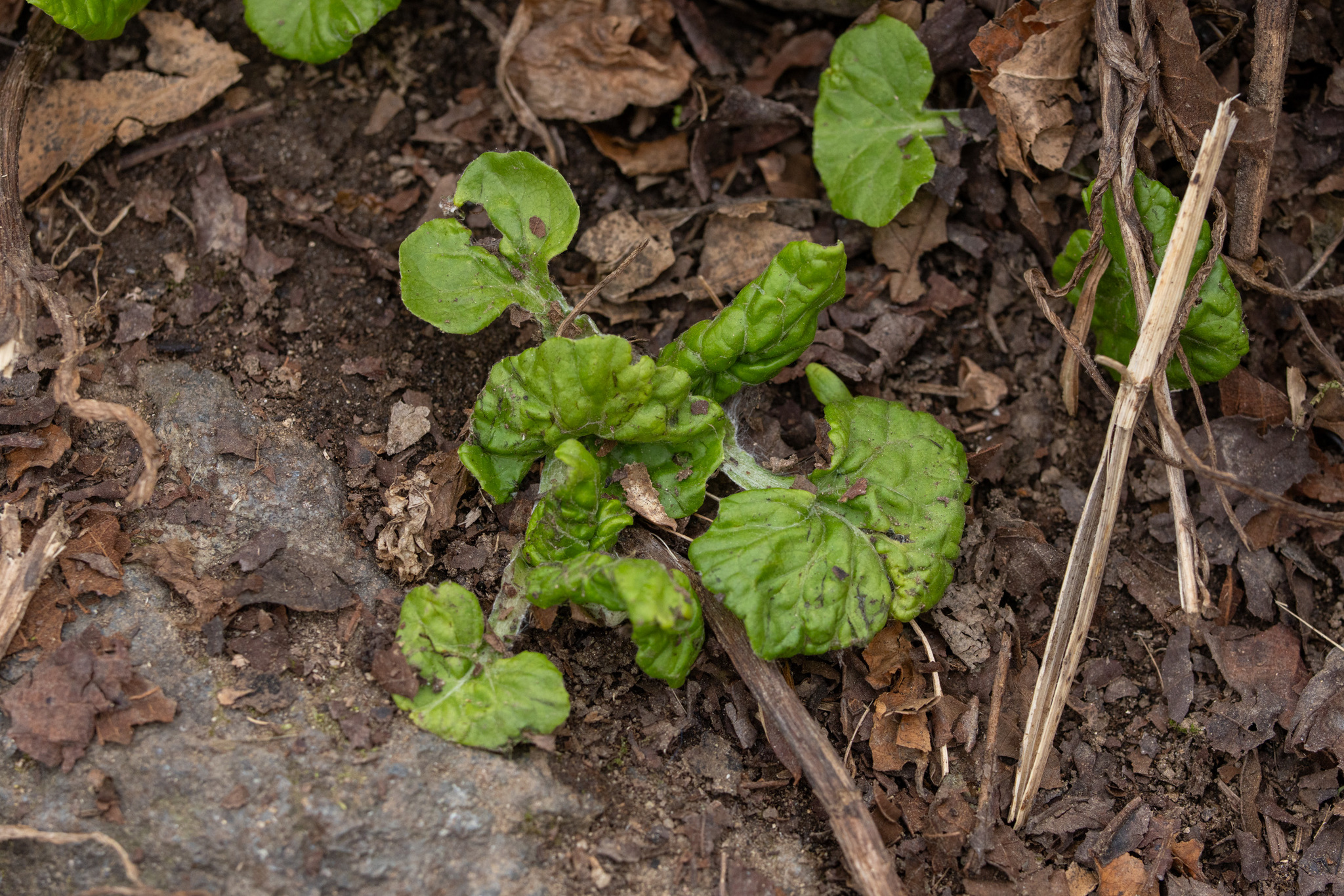 Imagem de Adenocaulon himalaicum
