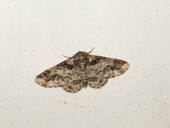 Biston marginata