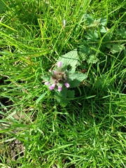 Lamium purpureum