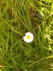Bellis perennis