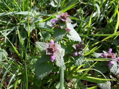 Lamium purpureum