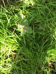 Lamium purpureum