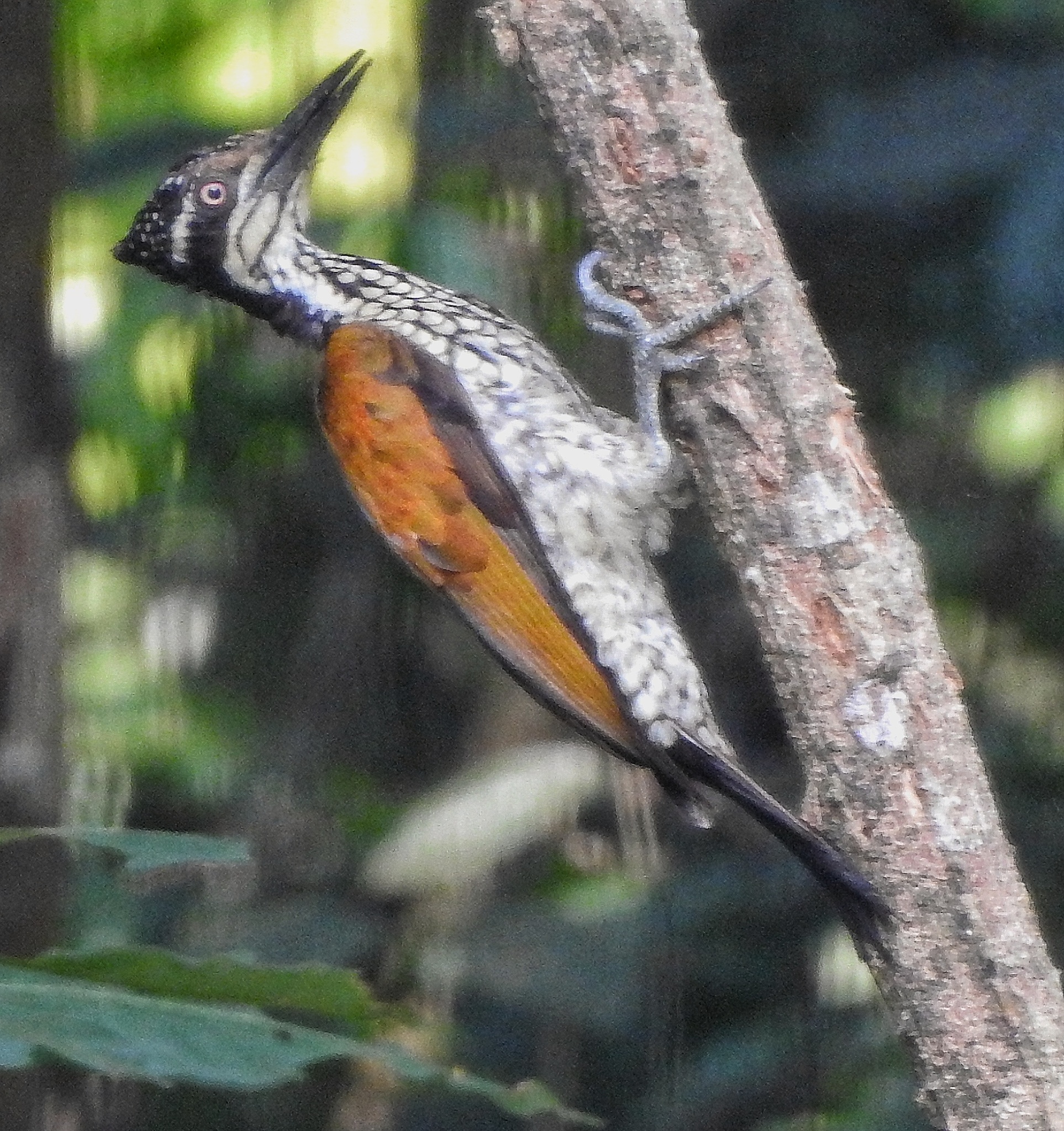 Greater Flameback
