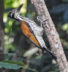 Chrysocolaptes guttacristatus