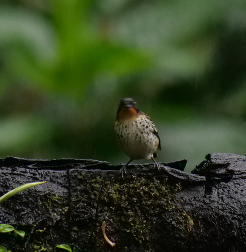 Rufous-throated Tanager (Ixothraupis rufigula), photo 3