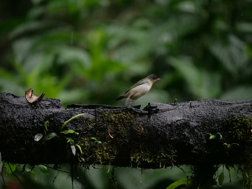 Rufous-throated Tanager (Ixothraupis rufigula), photo 4
