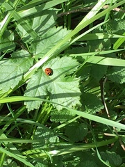Coccinella septempunctata