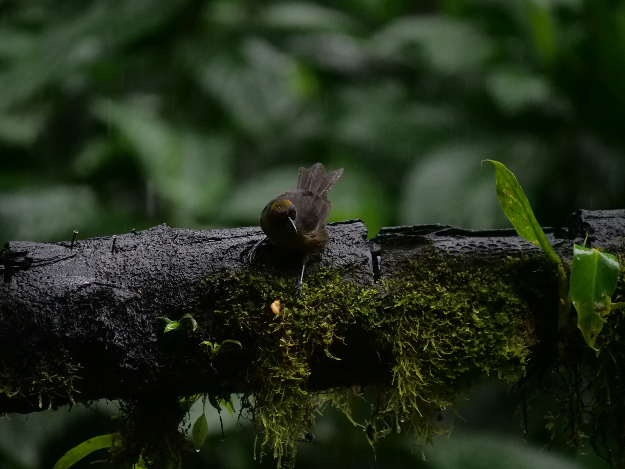 Dusky-faced Tanager (Mitrospingus cassinii), photo 5