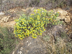 Euryops annae