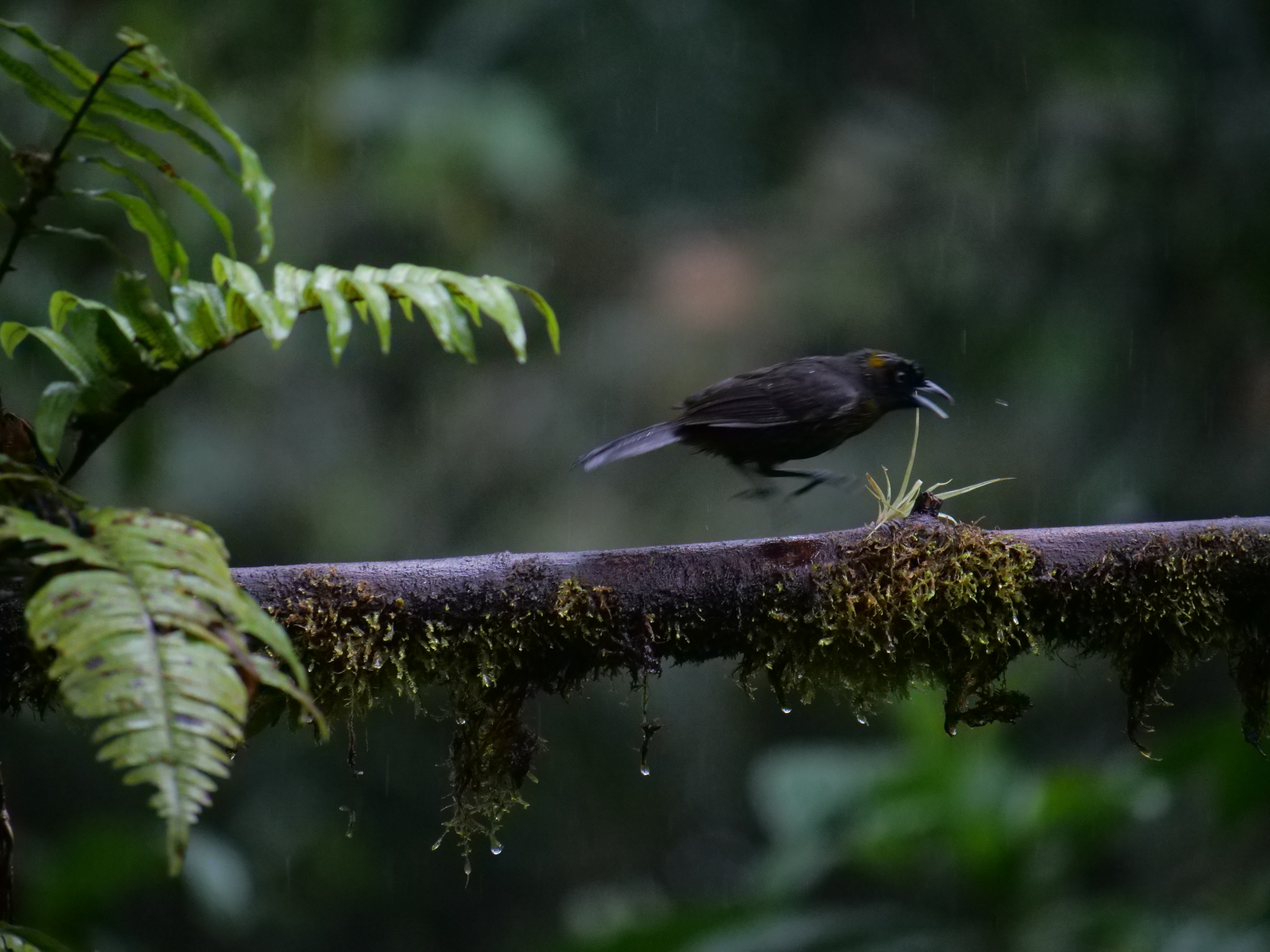 Dusky-faced Tanager (Mitrospingus cassinii), photo 4