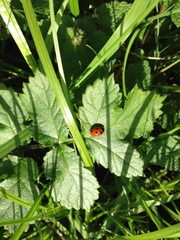 Coccinella septempunctata