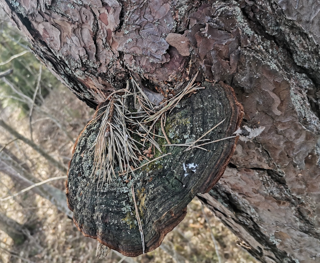 Porodaedalea pini · March 2026 · photo: © kaitaaho (iNaturalist, cc0)