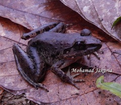 Limnonectes leporinus