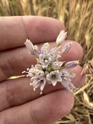 Allium howellii, photograph 5