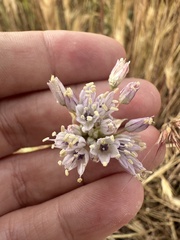 Allium howellii, photograph author not stated, no rights reserved
