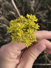 Polygala ramosa