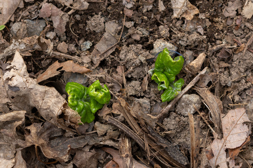 Foto de Adenocaulon himalaicum