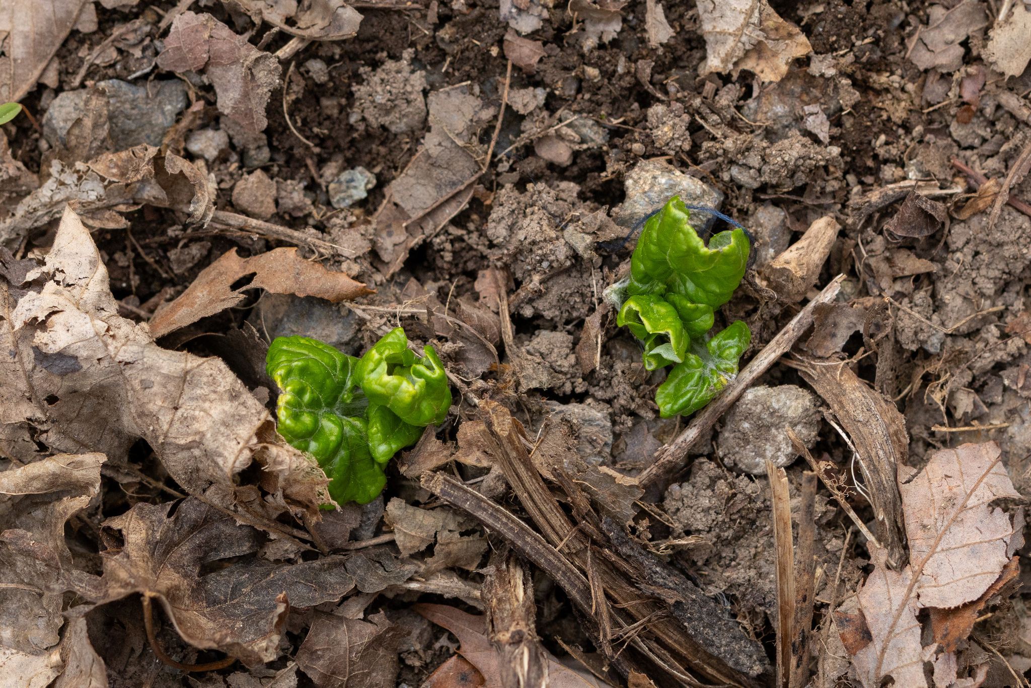 Imagem de Adenocaulon himalaicum