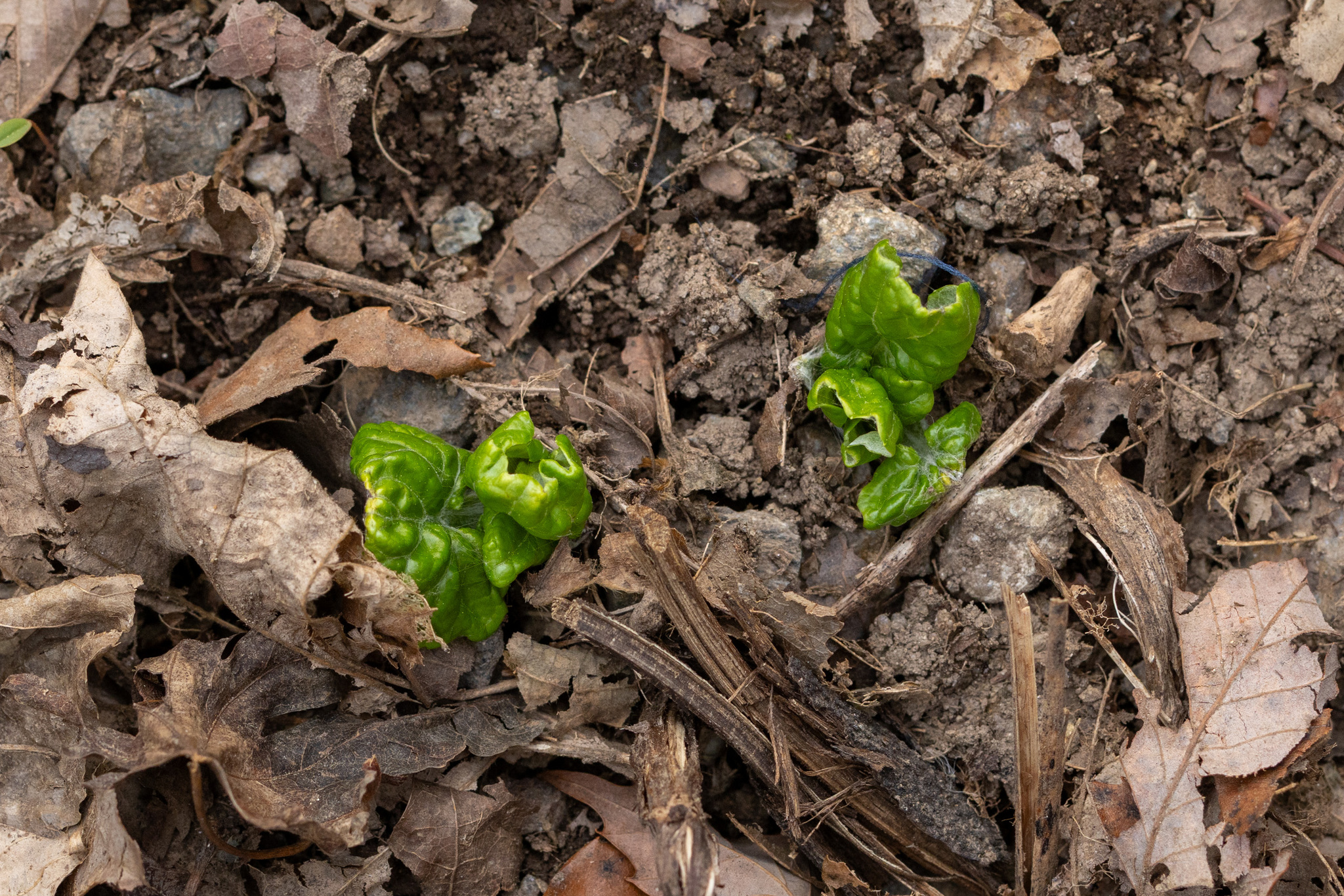 Imagem de Adenocaulon himalaicum