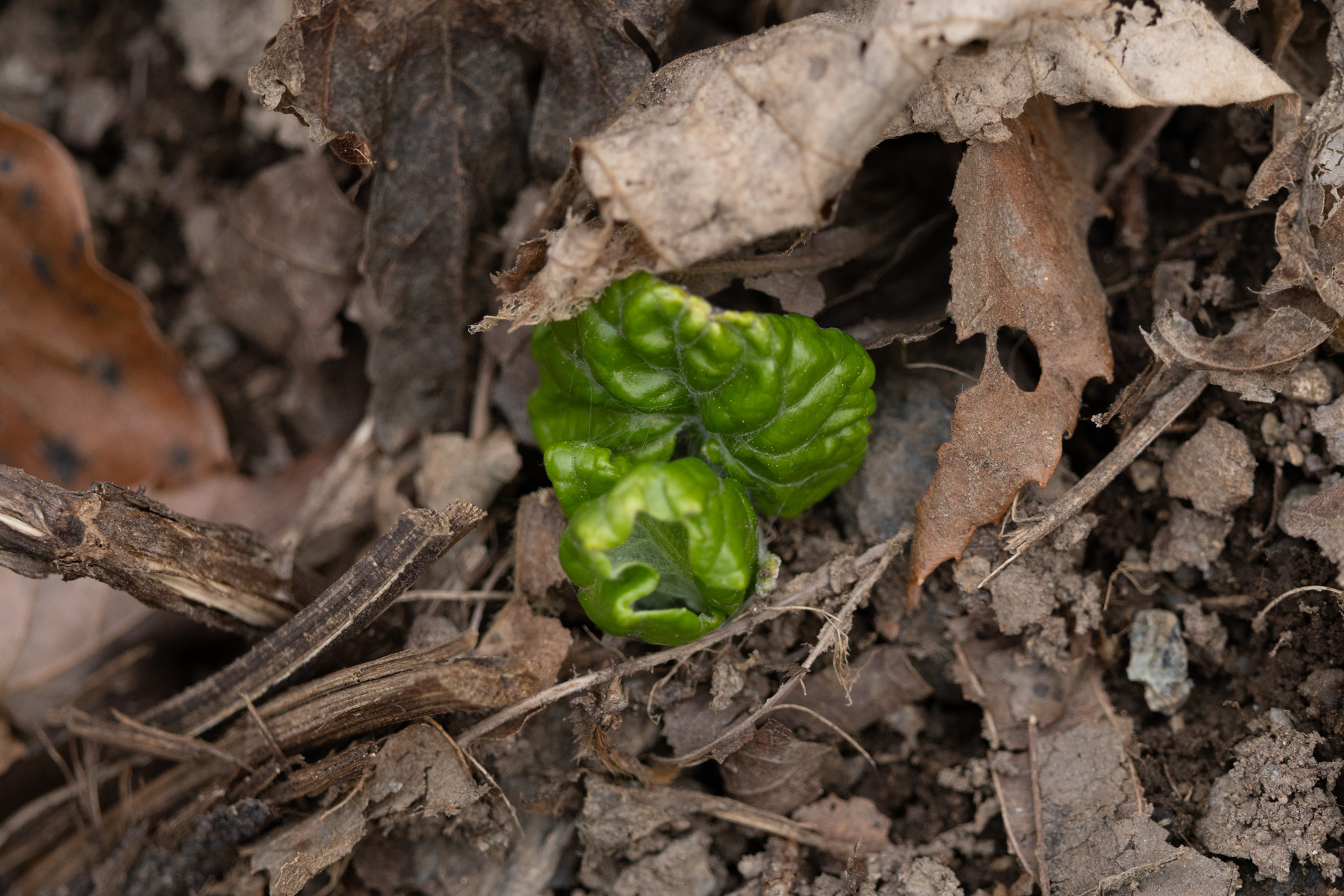 Imagem de Adenocaulon himalaicum