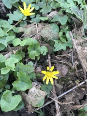 Ficaria verna
