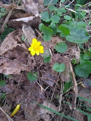 Ficaria verna