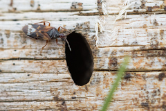 Anthocoris nemoralis