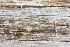 Anthocoris nemoralis