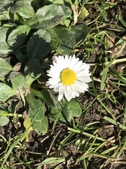 Bellis perennis