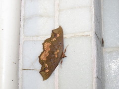 Lopharthrum comprimens