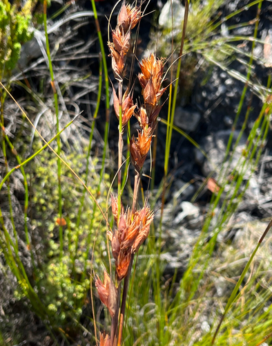 Slim Tetrar (Tetraria fourcadei)