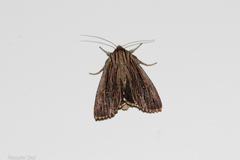 Ichneutica steropastis
