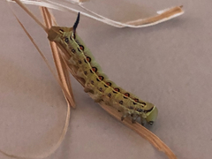 Hyles livornicoides