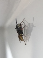 Philanthus triangulum diadema