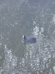 Fulica atra