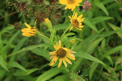 Arnica sachalinensis