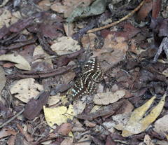 Lexias pardalis jadeitina