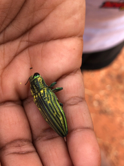 Chalcophorotaenia martinii