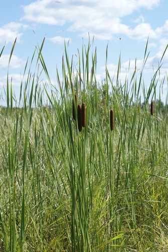Lesser Bulrush (Typha angustifolia)