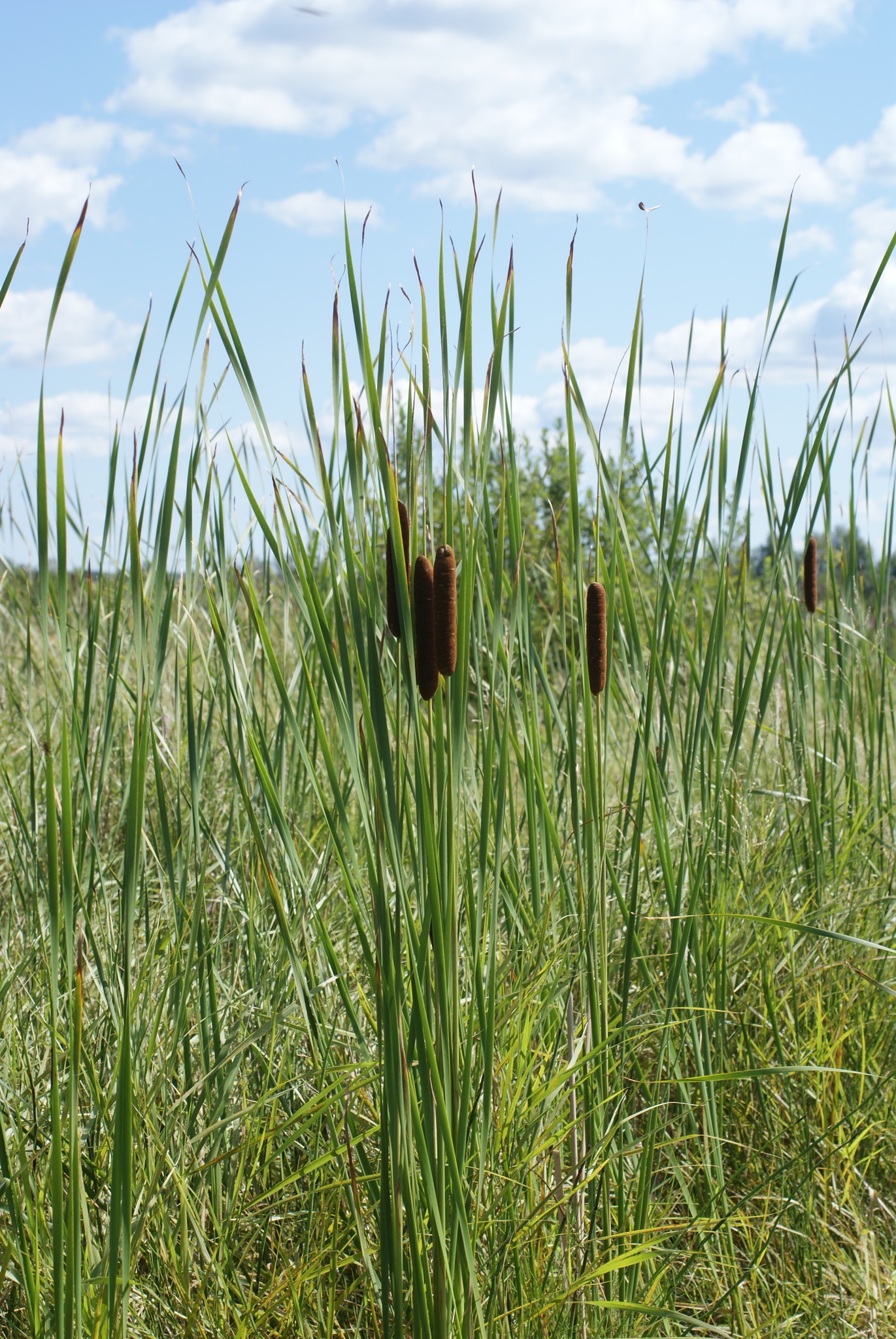 Lesser Bulrush (Typha angustifolia)